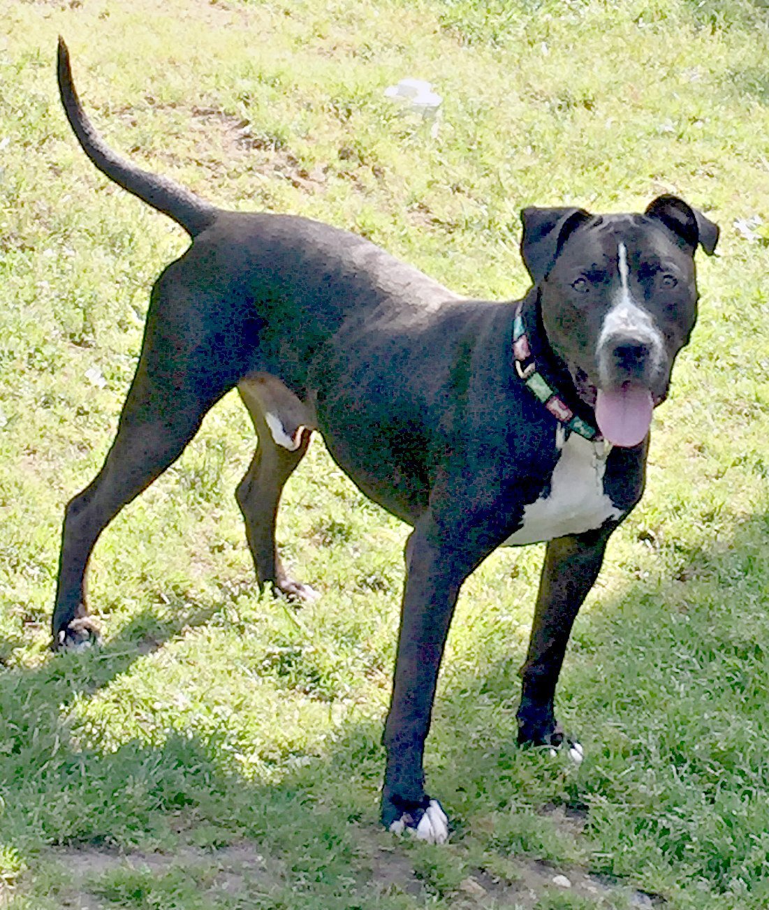 Freddie, an adoptable Boxer, Staffordshire Bull Terrier in Spring Lake, NJ, 07730 | Photo Image 3