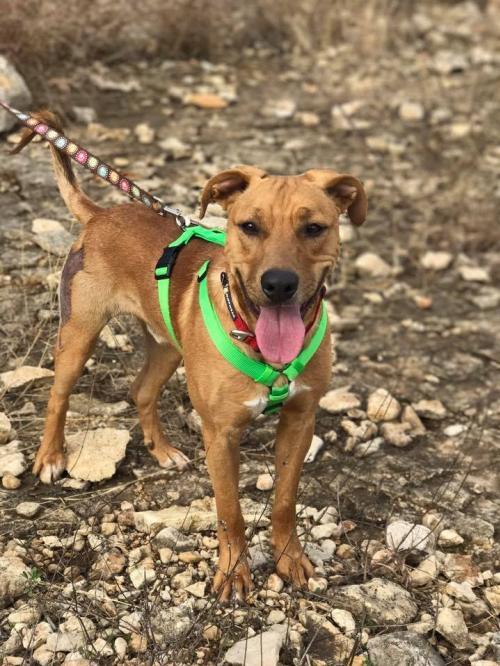 Dog for adoption - BUCK, a Labrador Retriever & Hound Mix ...