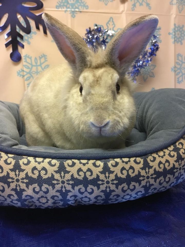 Cinnamon Sugar (Sug), an adoptable Rex & Lionhead Mix in Youngstown, OH_image-1