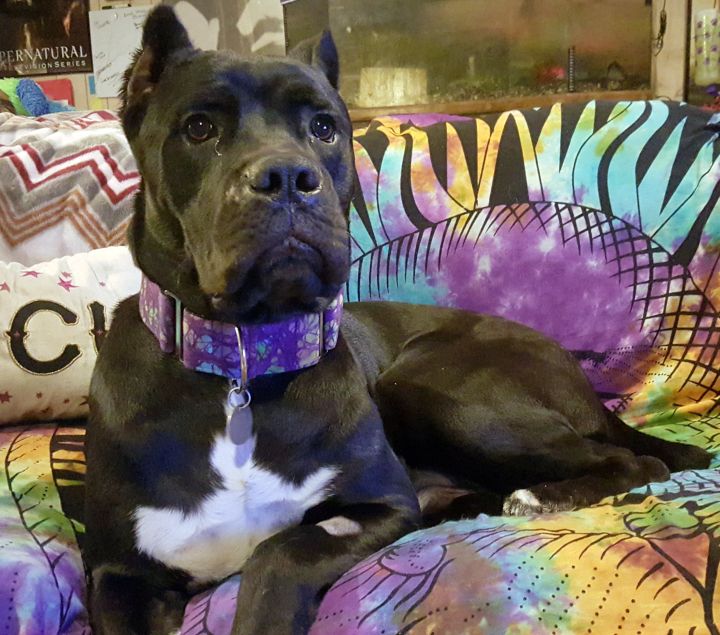 Dog For Adoption Shiva A Cane Corso In Ofallon Mo