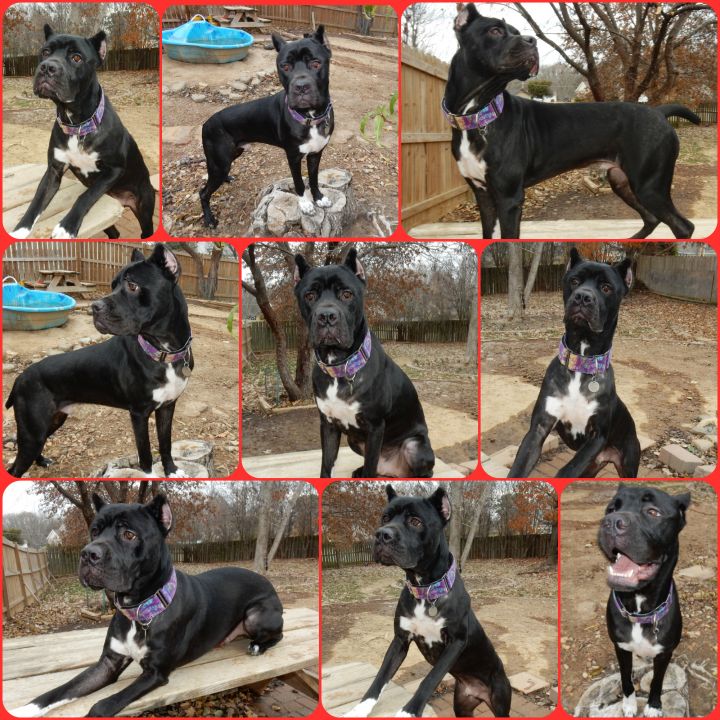 Dog For Adoption Shiva A Cane Corso In Ofallon Mo