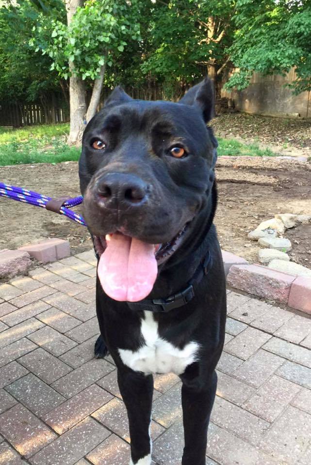 Dog For Adoption Shiva A Cane Corso In Ofallon Mo