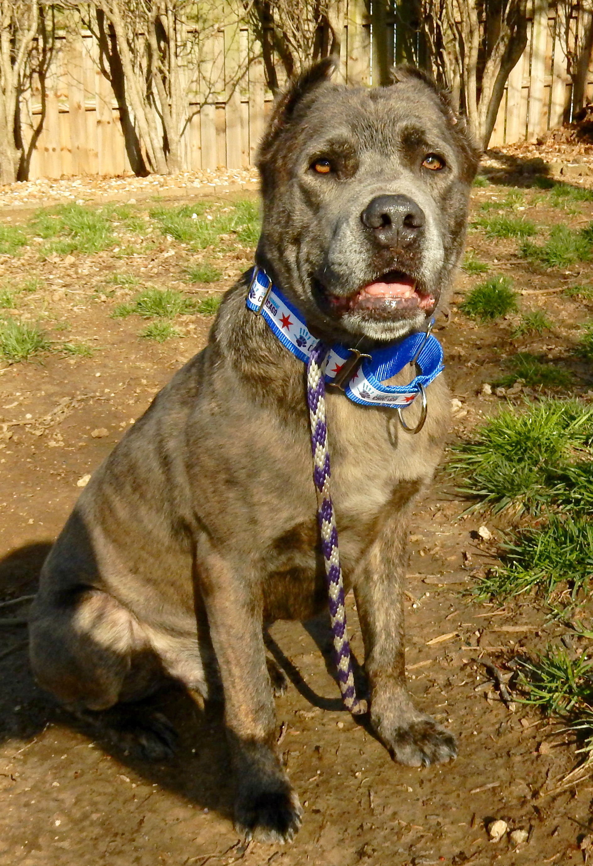 Cane corso american bully hot sale mix