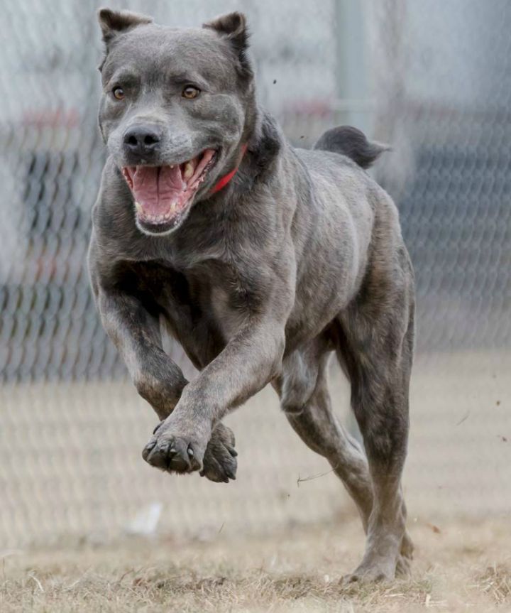 Cane corso best sale mix with bully