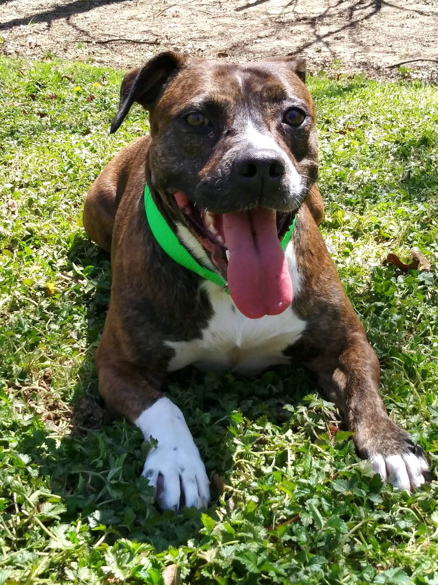 Rosie, an adoptable Pit Bull Terrier in Jasper, GA, 30143 | Photo Image 1