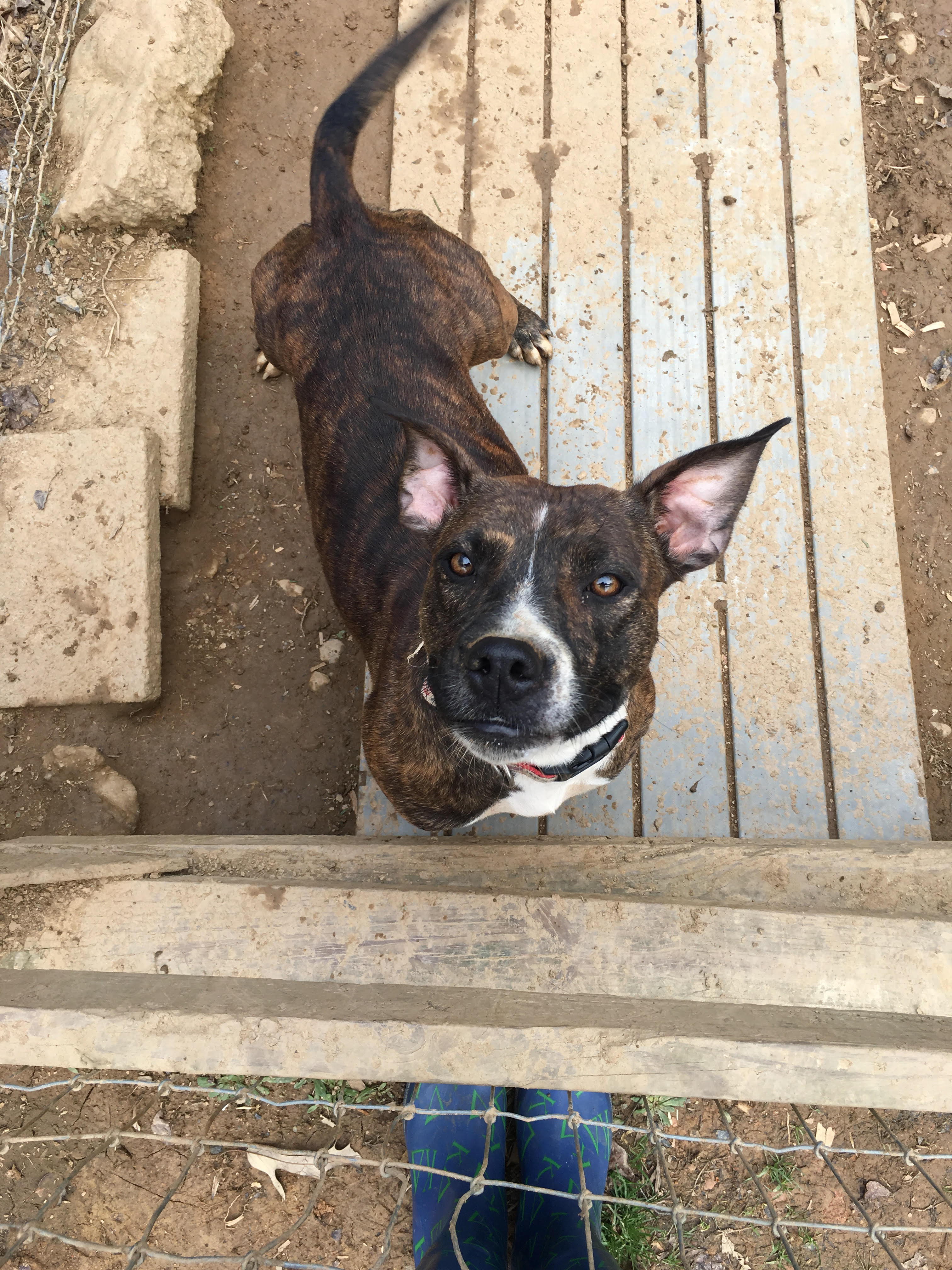 Rosie, an adoptable Pit Bull Terrier in Jasper, GA, 30143 | Photo Image 2