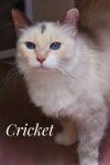 petfinder ragdoll