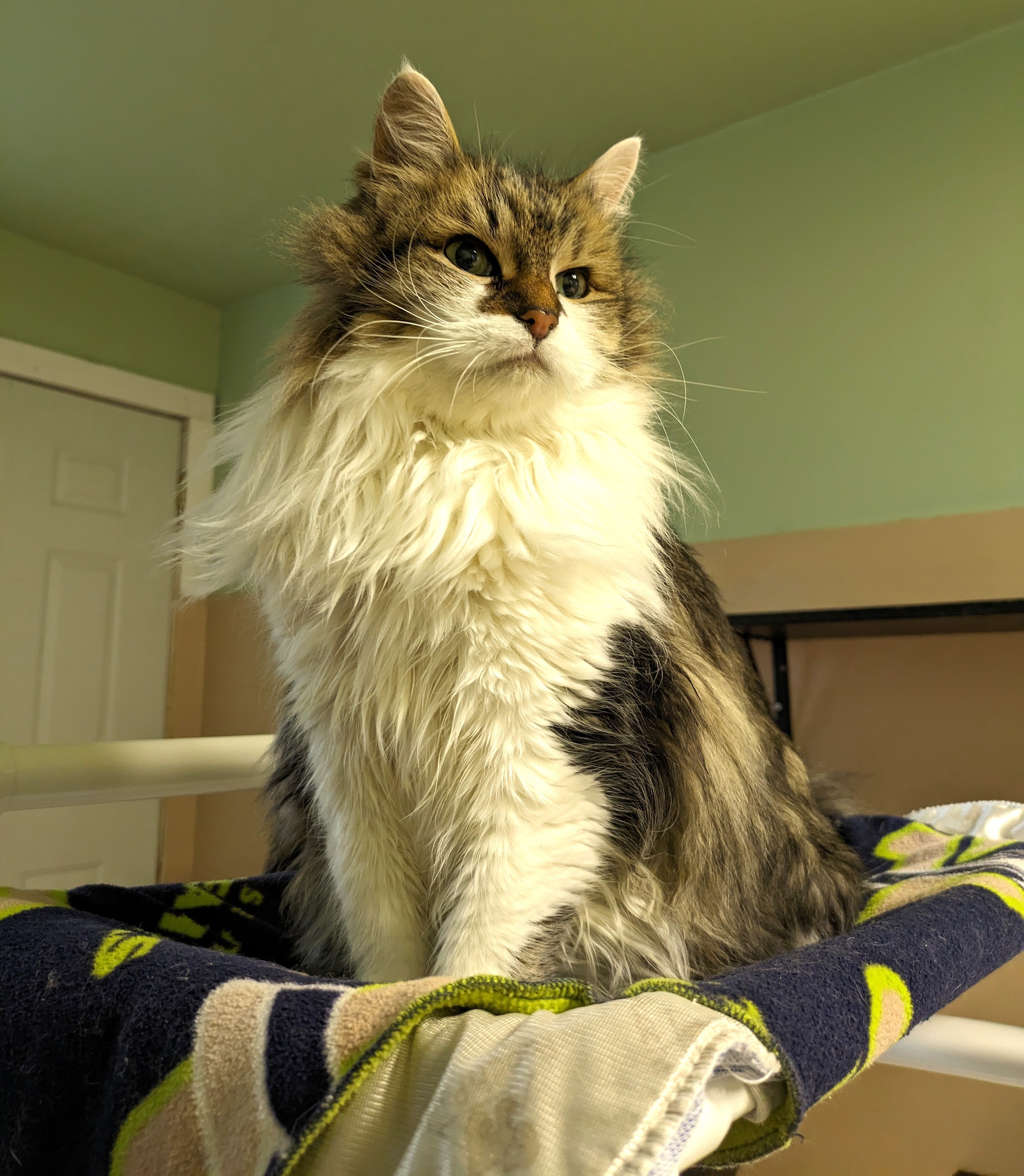 Mr. Boots, an adoptable Domestic Medium Hair in Quilcene, WA, 98376 | Photo Image 2