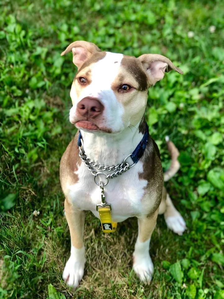 Yogi, an adoptable Pit Bull Terrier in New York, NY, 10075 | Photo Image 1