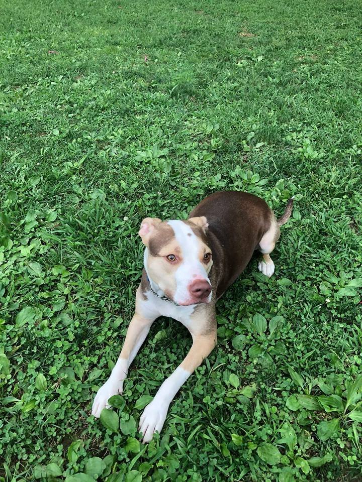 Yogi, an adoptable Pit Bull Terrier in New York, NY, 10075 | Photo Image 2