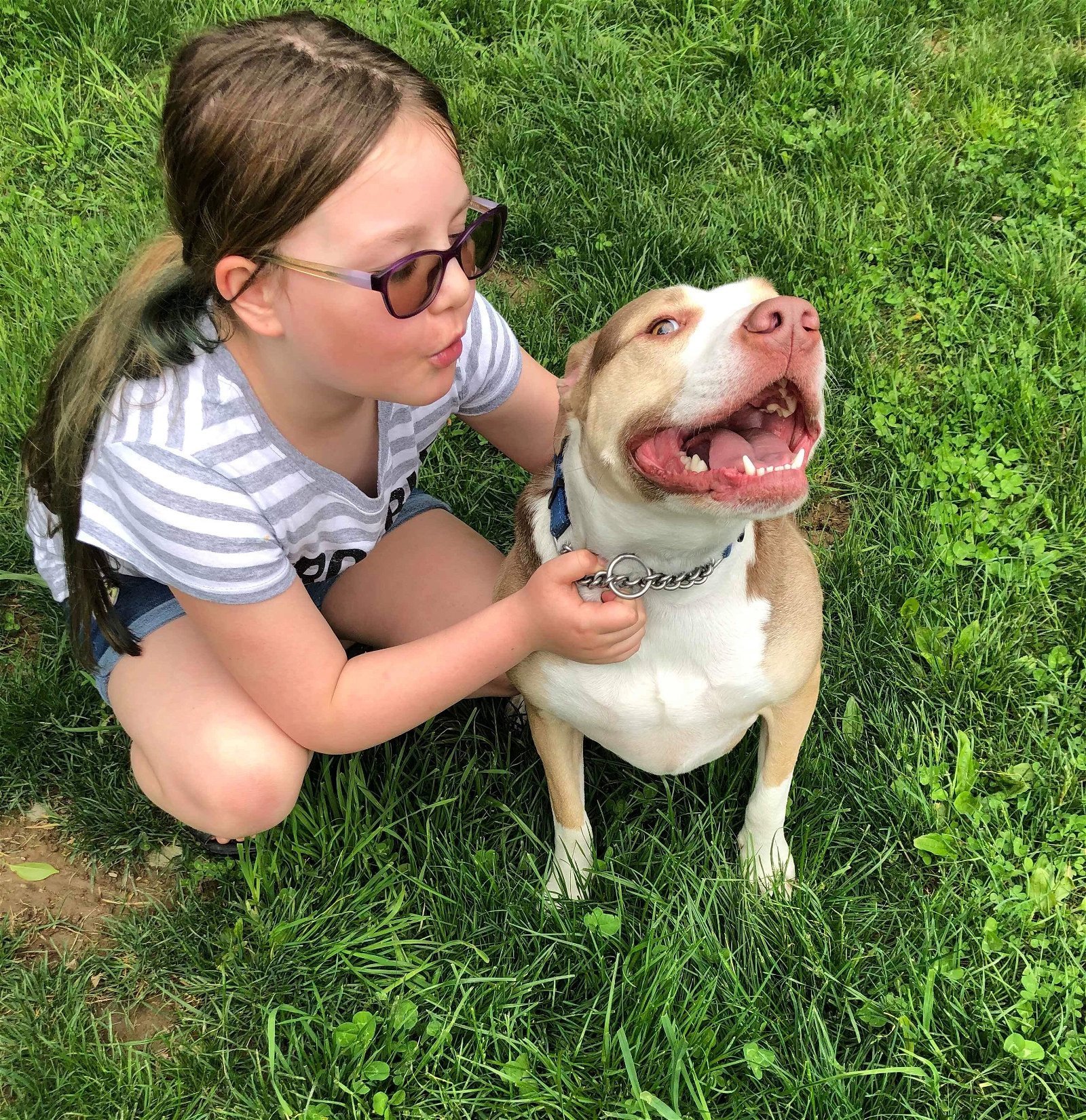 Yogi, an adoptable Pit Bull Terrier in New York, NY, 10075 | Photo Image 3