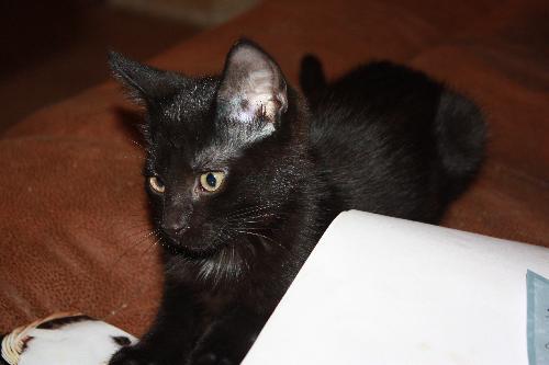 Merlot, an adoptable Domestic Short Hair, Burmese in Cypress, TX, 77433 | Photo Image 1