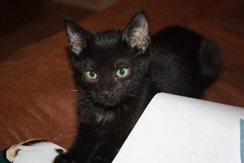 Merlot, an adoptable Domestic Short Hair, Burmese in Cypress, TX, 77433 | Photo Image 2