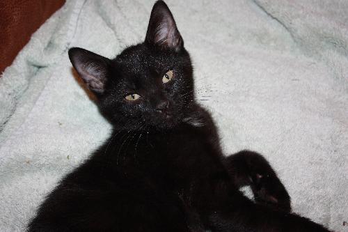 Merlot, an adoptable Domestic Short Hair, Burmese in Cypress, TX, 77433 | Photo Image 3