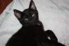 Merlot photo 3
