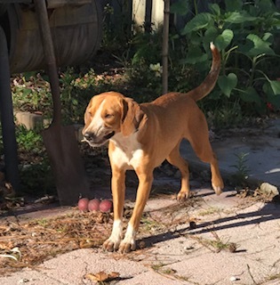 Dog For Adoption Maggie A Beagle In Jacksonville Fl Petfinder