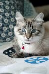 petfinder ragdoll