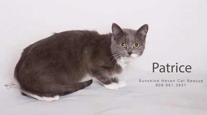 Patrice, an adoptable Domestic Short Hair in Riverside, CA, 92503 | Photo Image 1