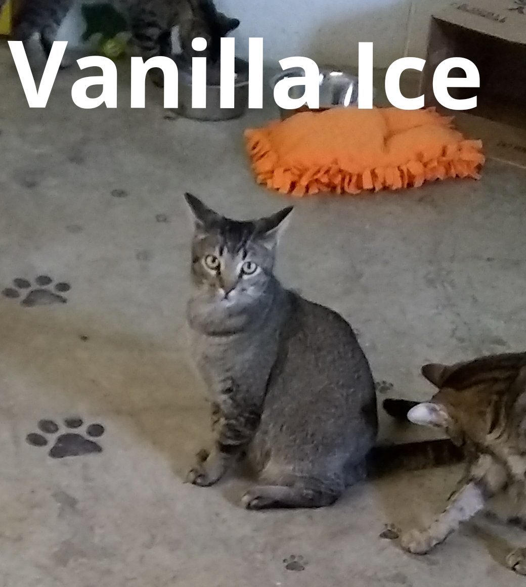 Vanilla Ice, an adoptable Domestic Short Hair in Jackson, MO, 63755 | Photo Image 2