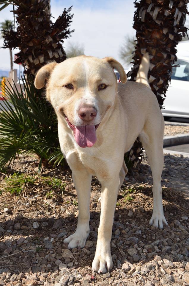 King, an adoptable Labrador Retriever in Las Vegas, NV, 89136 | Photo Image 1