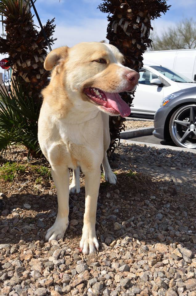 King, an adoptable Labrador Retriever in Las Vegas, NV, 89136 | Photo Image 3