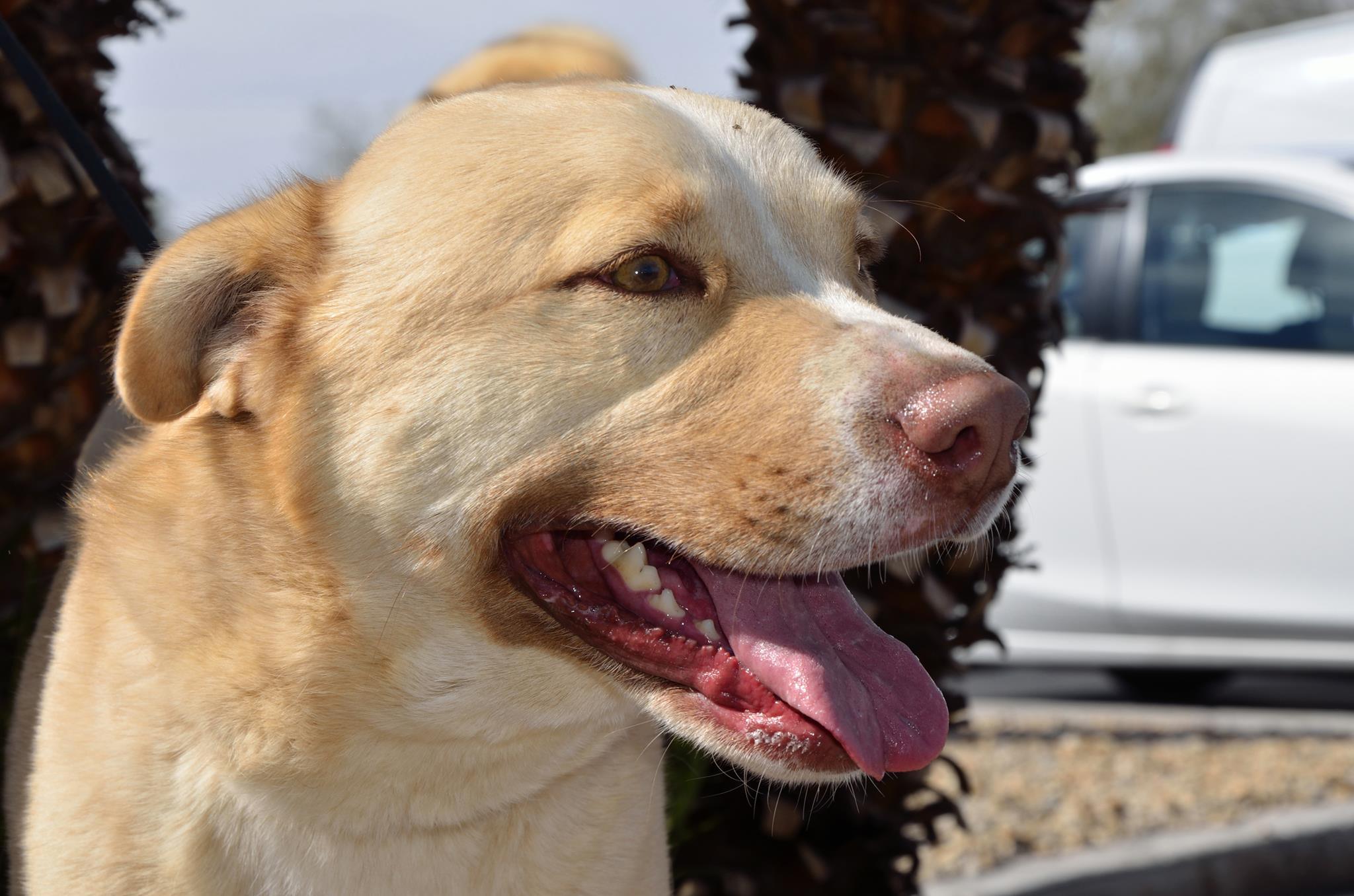 King, an adoptable Labrador Retriever in Las Vegas, NV, 89136 | Photo Image 4