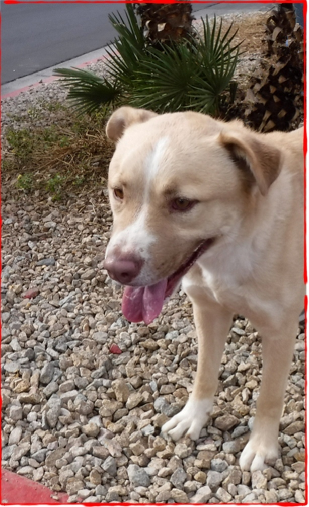 King, an adoptable Labrador Retriever in Las Vegas, NV, 89136 | Photo Image 5