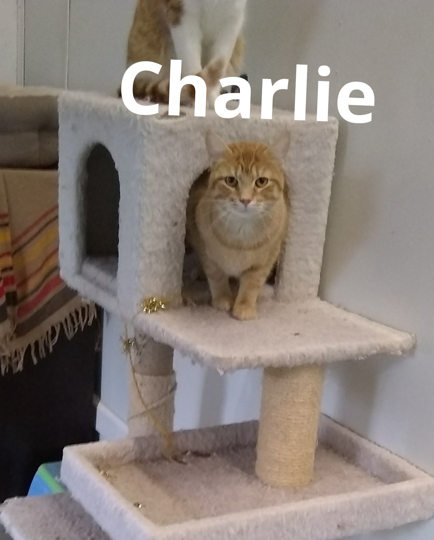 Charlie, an adoptable Domestic Short Hair in Jackson, MO, 63755 | Photo Image 1