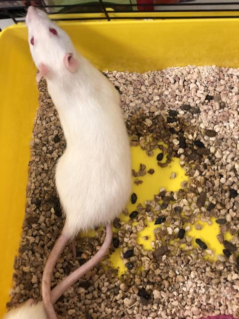 Ratatouille - RAT