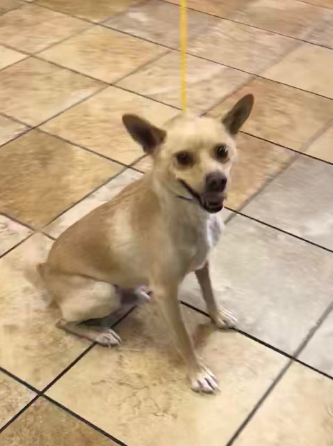 Frodo, an adoptable Terrier in Las Vegas, NV, 89136 | Photo Image 1