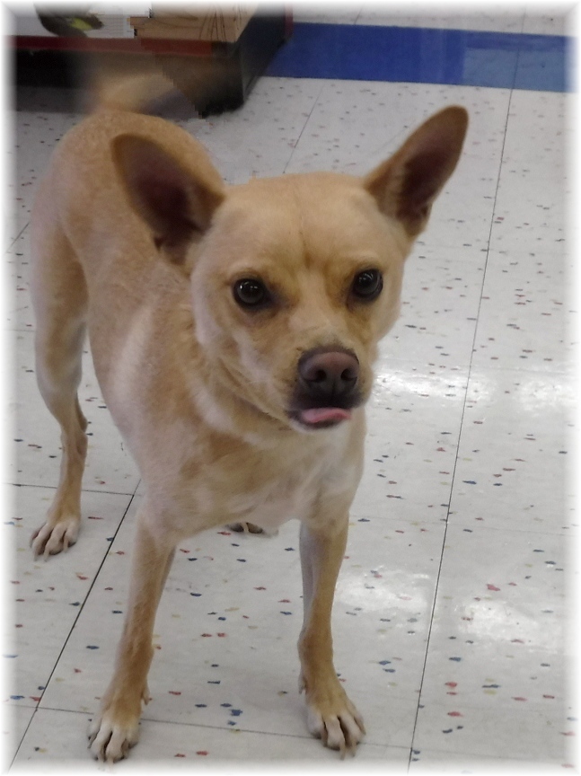 Frodo, an adoptable Terrier in Las Vegas, NV, 89136 | Photo Image 3