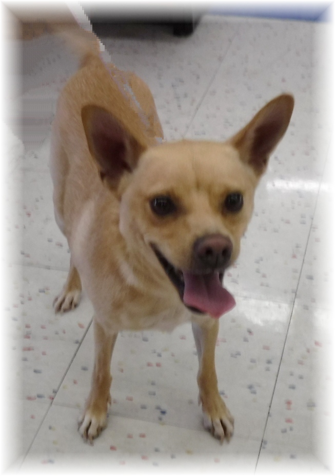 Frodo, an adoptable Terrier in Las Vegas, NV, 89136 | Photo Image 4
