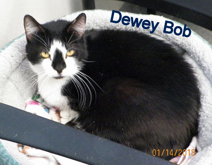 Dewey Bob 1