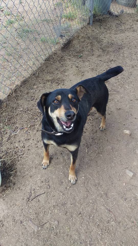 Dog For Adoption Willy An Australian Kelpie Doberman Pinscher Mix In Anza Ca Petfinder