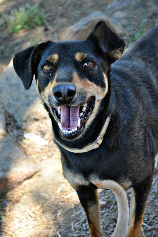 Doberman best sale kelpie cross