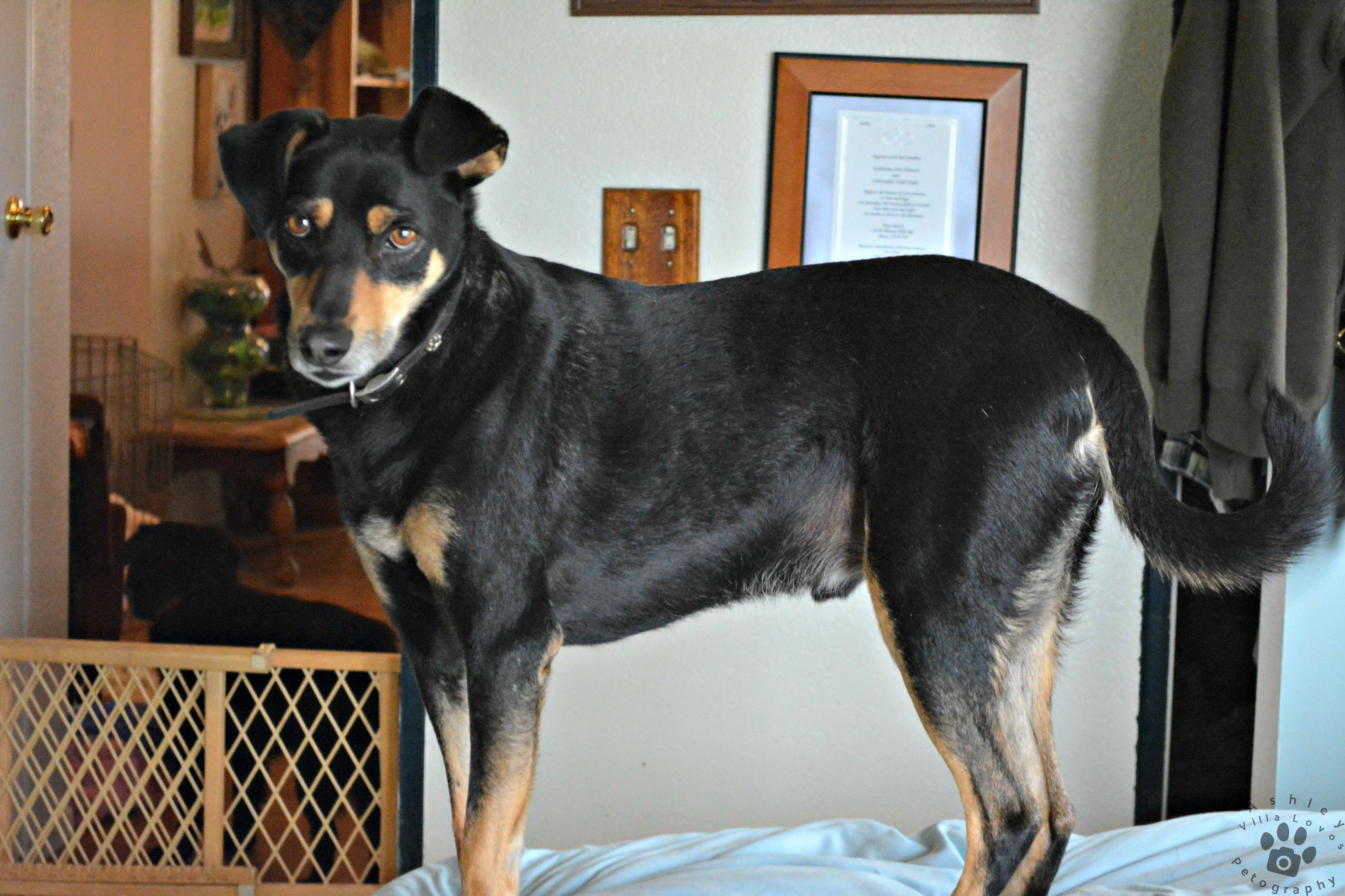 Willy, an adoptable Australian Kelpie, Doberman Pinscher in Anza, CA, 92539 | Photo Image 3