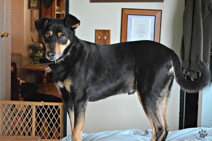 Doberman sales aussie mix