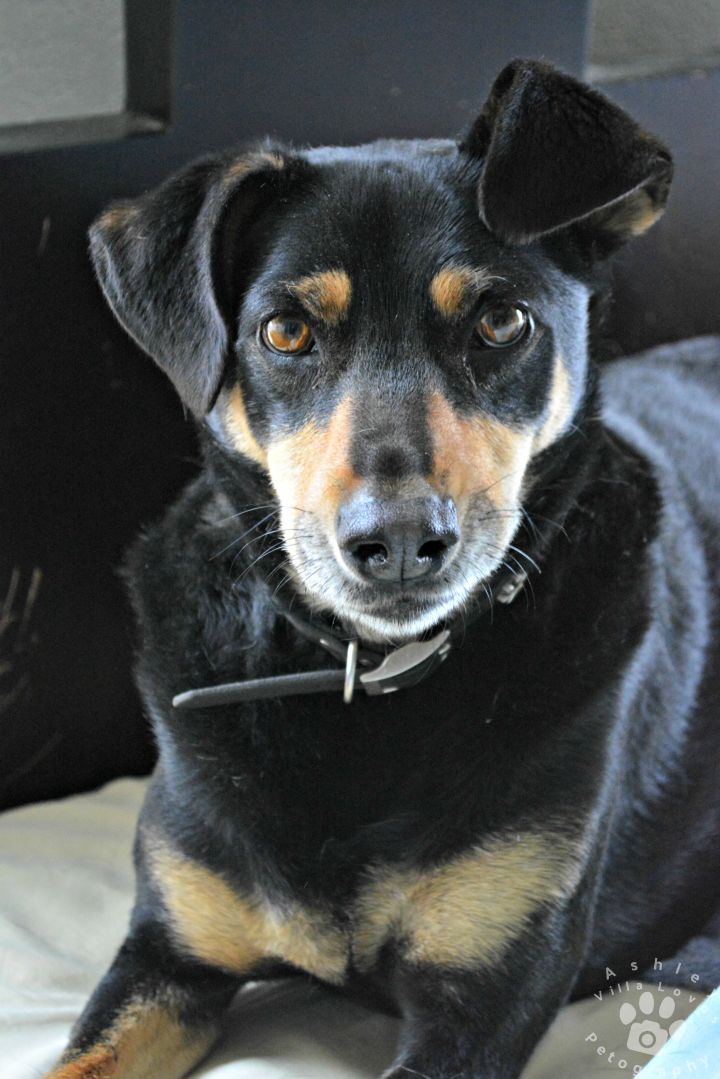 Dog for adoption - Willy, an Australian Kelpie & Doberman Pinscher Mix ...