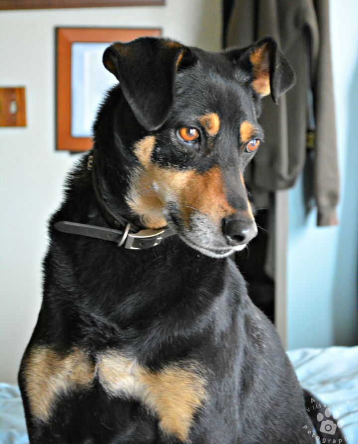 Doberman hot sale kelpie cross