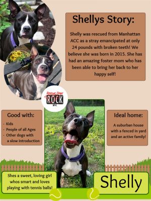 You can fill out an adoption application online on our official website Shelly a beautiful Pittie