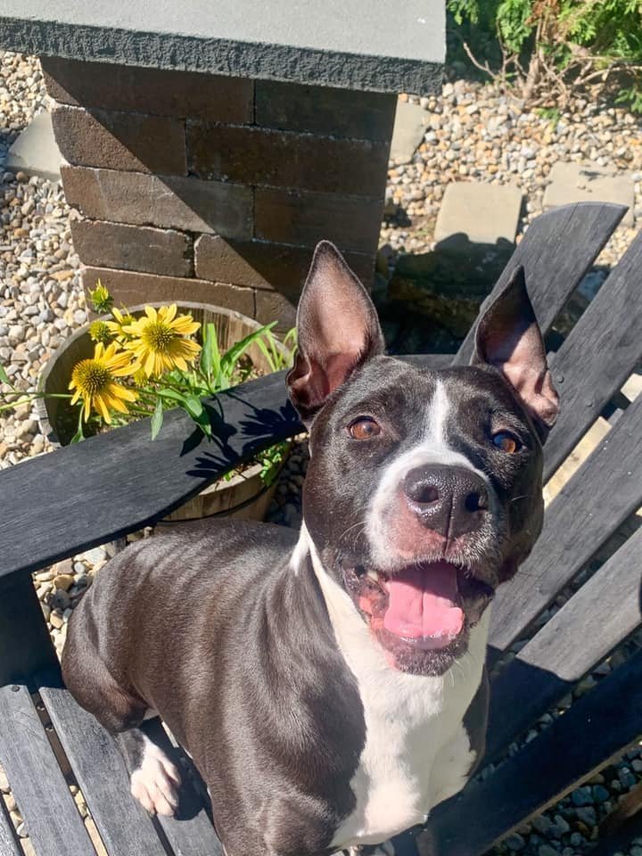 Shelly, an adoptable Pit Bull Terrier in New York, NY, 10075 | Photo Image 2