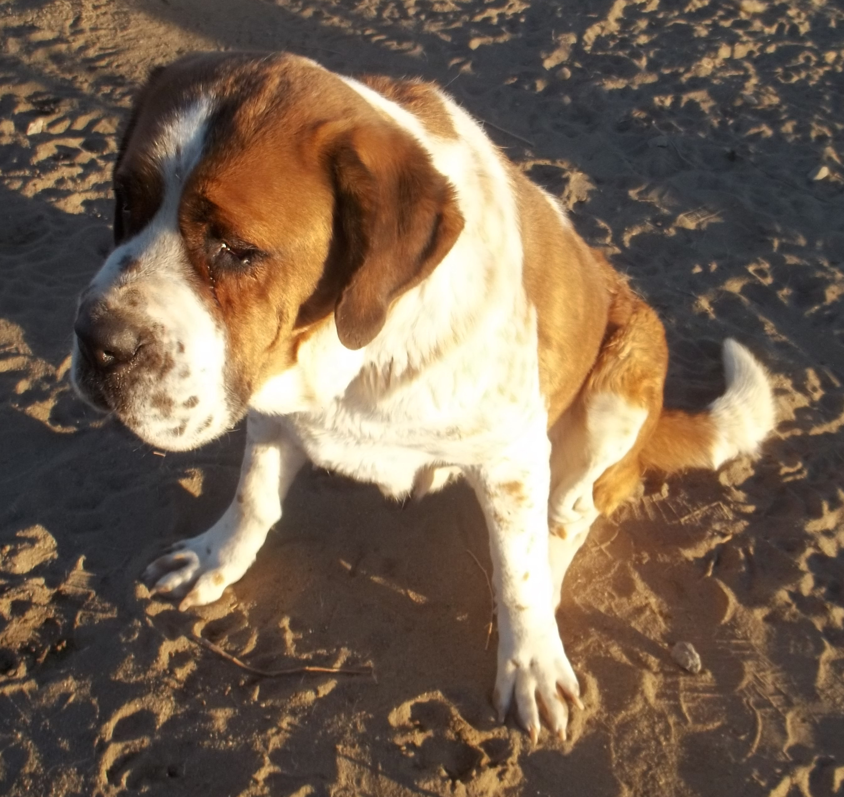 LOUISE, an adoptable Saint Bernard in Sparks, NV, 89436 | Photo Image 4