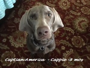 Captain America (Cappie)