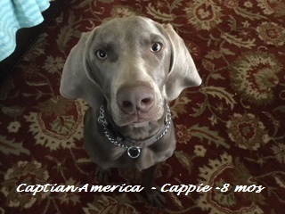 Captain America (Cappie) 1