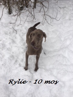 Rylie detail page