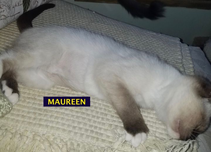 MAUREEN-adopted 1-20-18 2