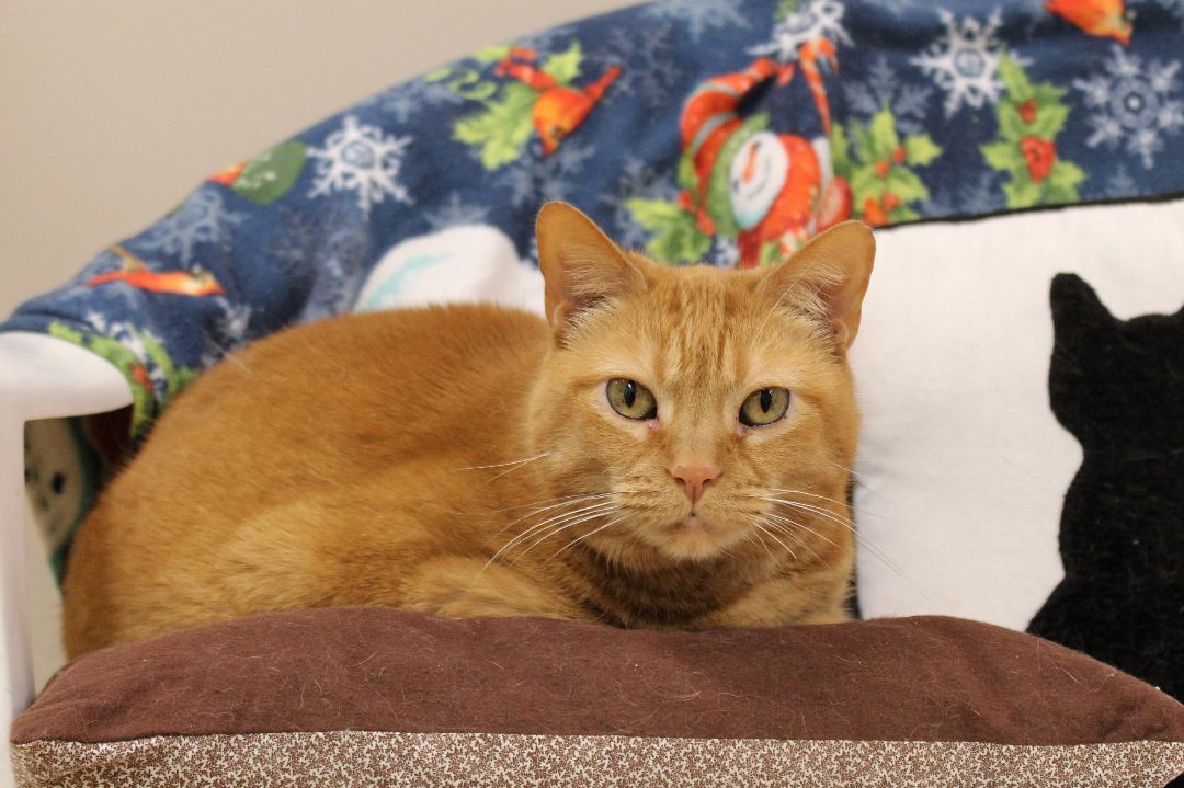 Peaches, an adoptable Domestic Short Hair in Urbana, OH, 43078 | Photo Image 2