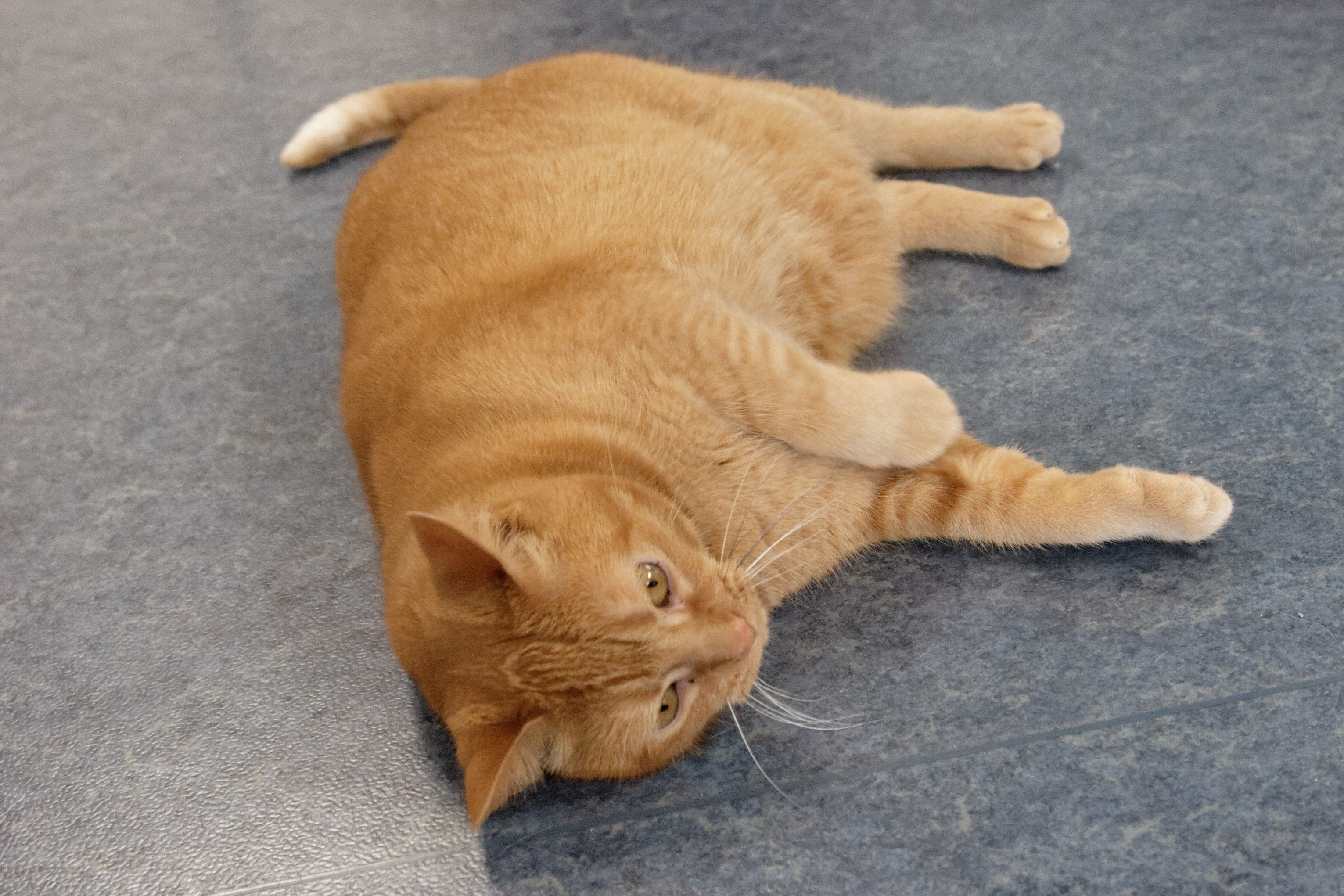 Peaches, an adoptable Domestic Short Hair in Urbana, OH, 43078 | Photo Image 2