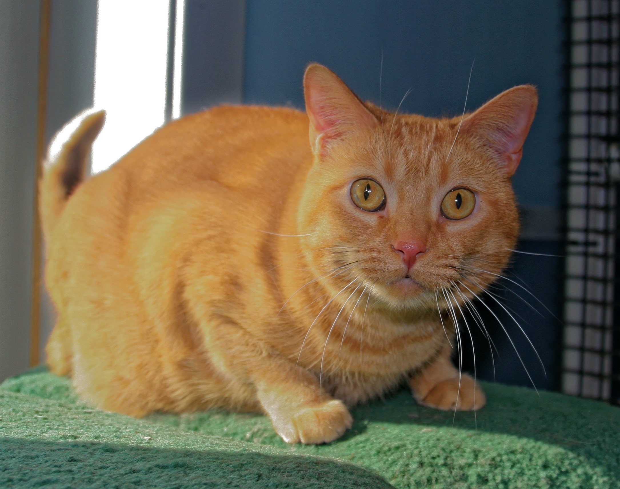 Peaches, an adoptable Domestic Short Hair in Urbana, OH, 43078 | Photo Image 3