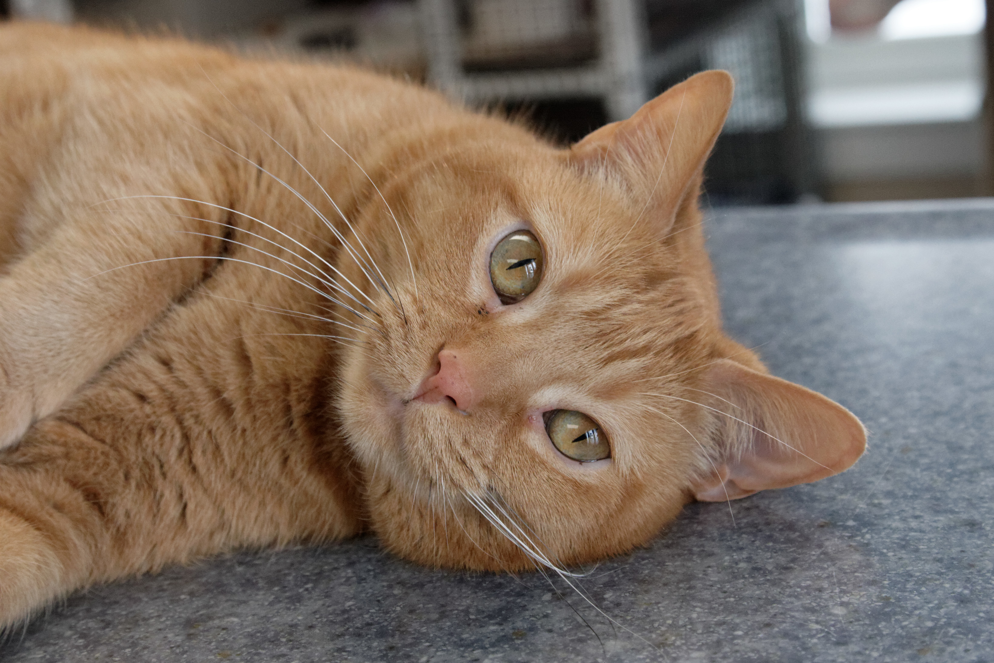 Peaches, an adoptable Domestic Short Hair in Urbana, OH, 43078 | Photo Image 4